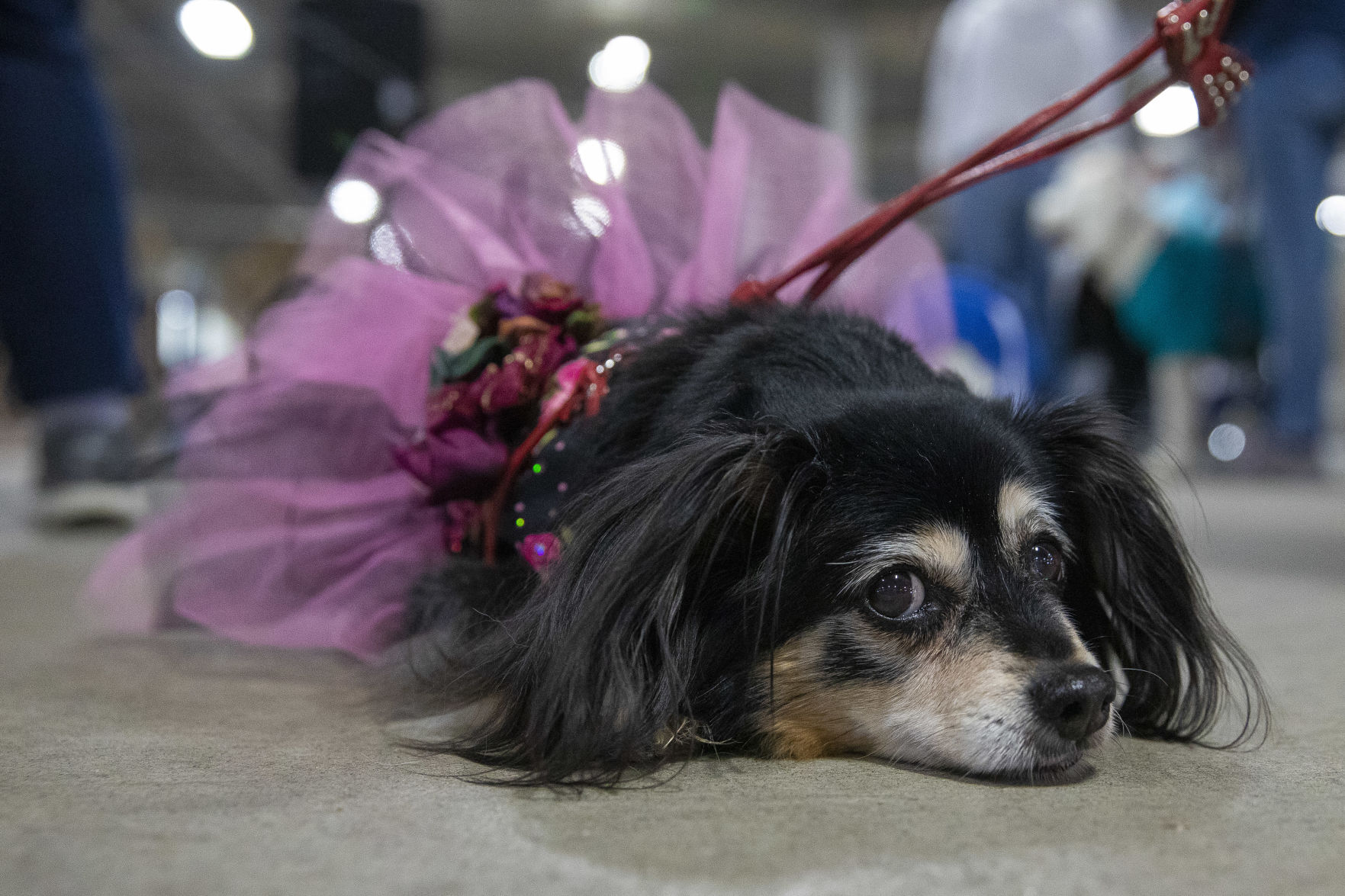 I love my dog expo 4.18